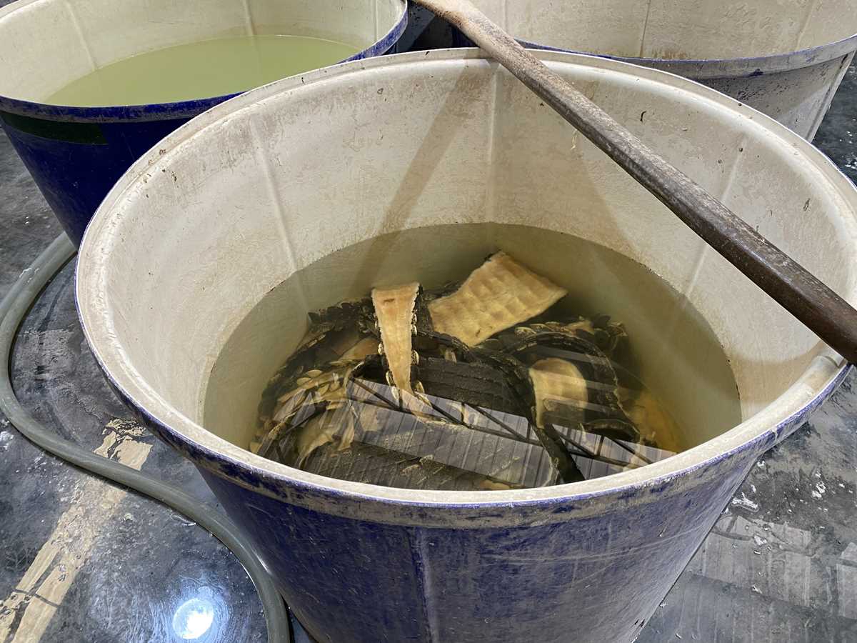 Процесс выделки крокодиловой кожи