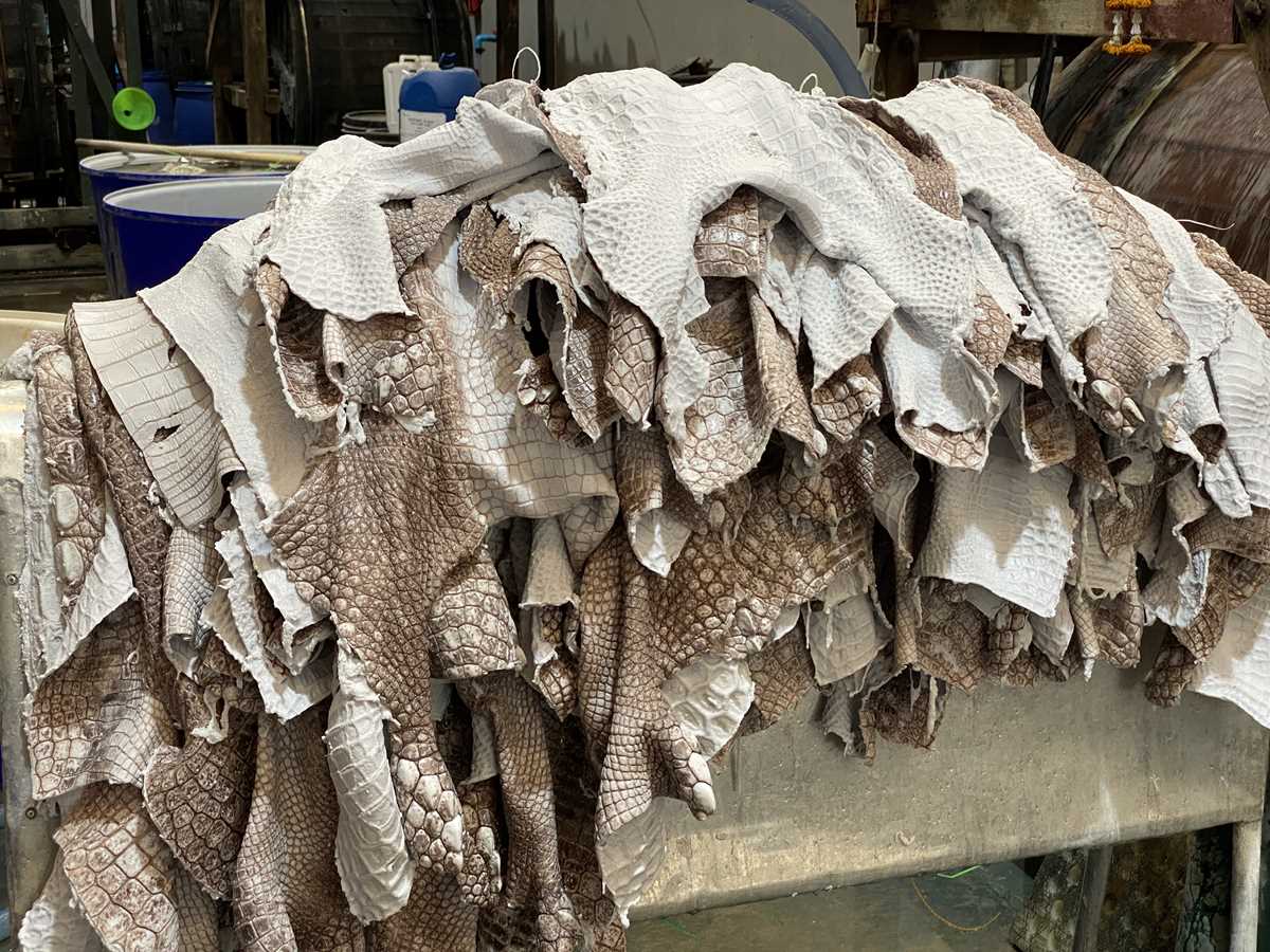 50 крокодиловых шкур брюхо цвет гималаи