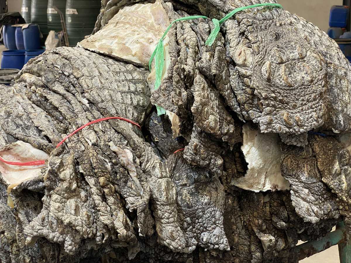 Соленая крокодиловая кожа