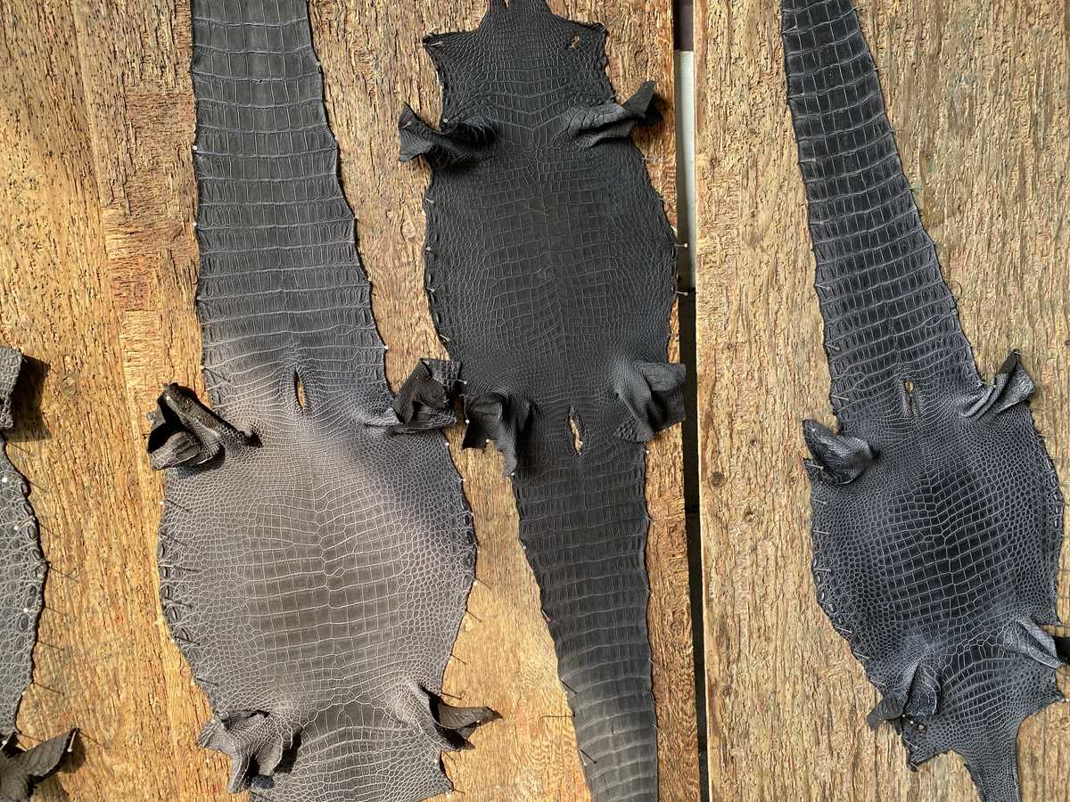 Кожа крокодила брюхо сохнет на растяжке