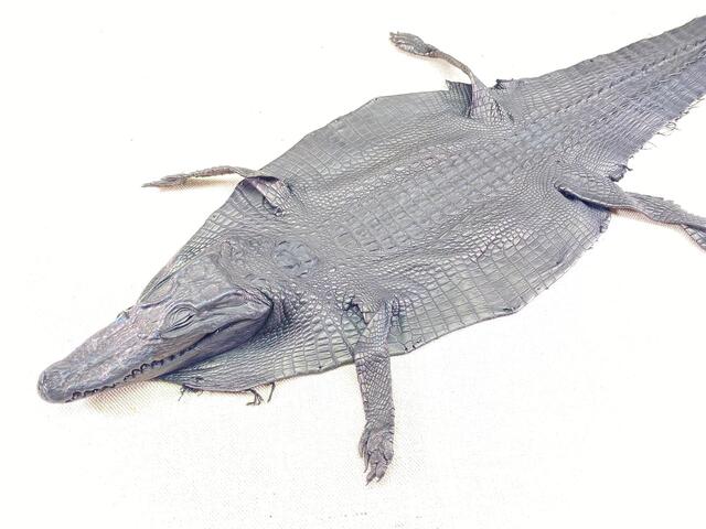 Кожа крокодила с головой и лапами 22см 2341