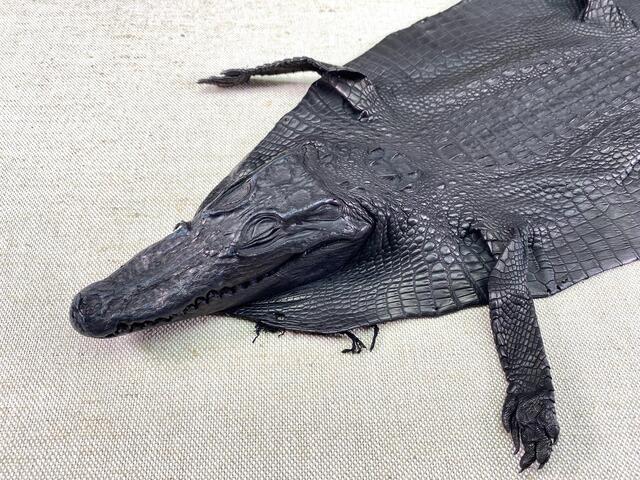 Кожа крокодила с головой и лапами 22см 2341