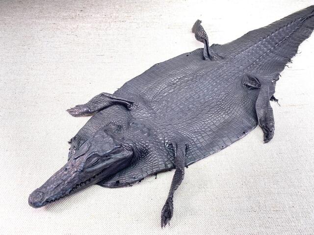 Кожа крокодила с головой и лапами 22см 2342