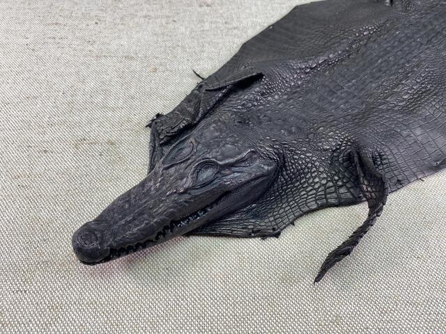 Шкура крокодила с головой и лапами 21см 2038