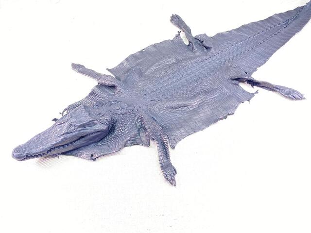 Кожа крокодила с головой и лапами 28см 2337