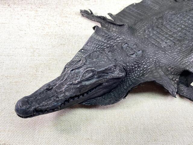 Кожа крокодила с головой и лапами 27см 2339