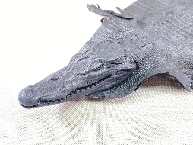 Кожа крокодила с головой и лапами 27см 2339