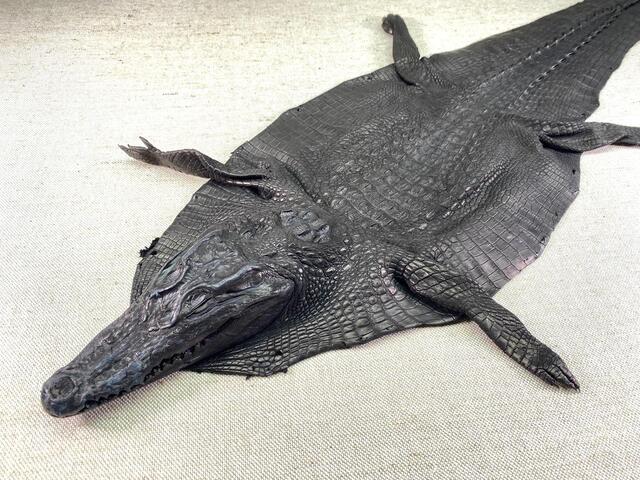 Кожа крокодила с головой и лапами 27см 2340