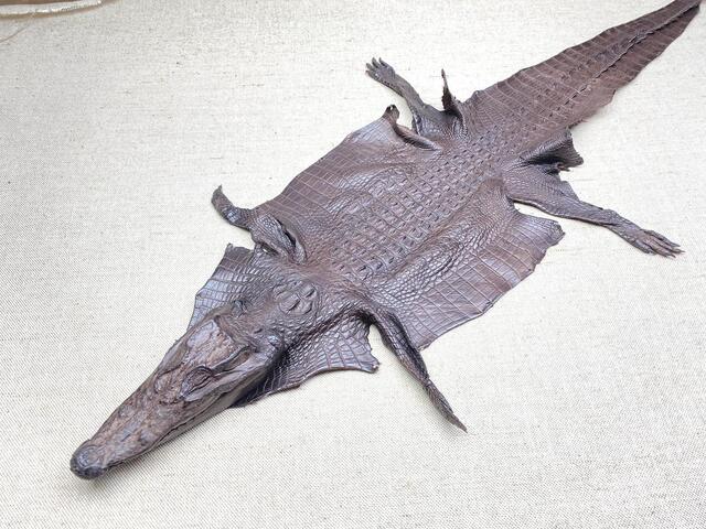 Кожа крокодила с головой и лапами 24см 2032