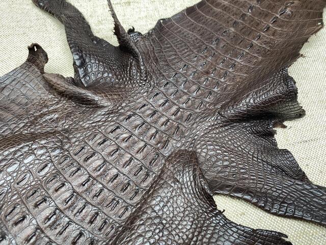 Кожа крокодила с головой и лапами 24см 2032
