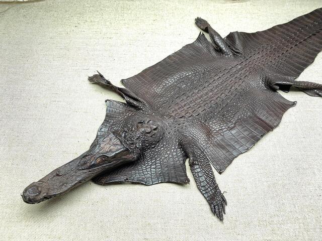 Кожа крокодила с головой и лапами 31см 2352