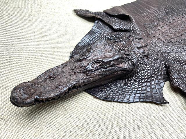 Шкура крокодила с головой и лапами 30см 2039