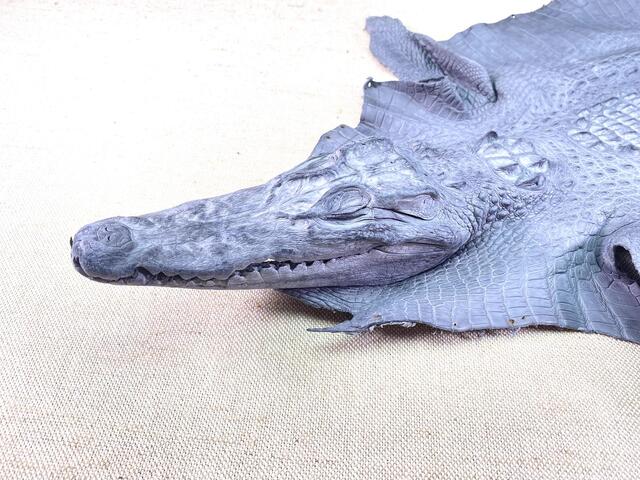 Кожа крокодила с головой и лапами 33см 2347