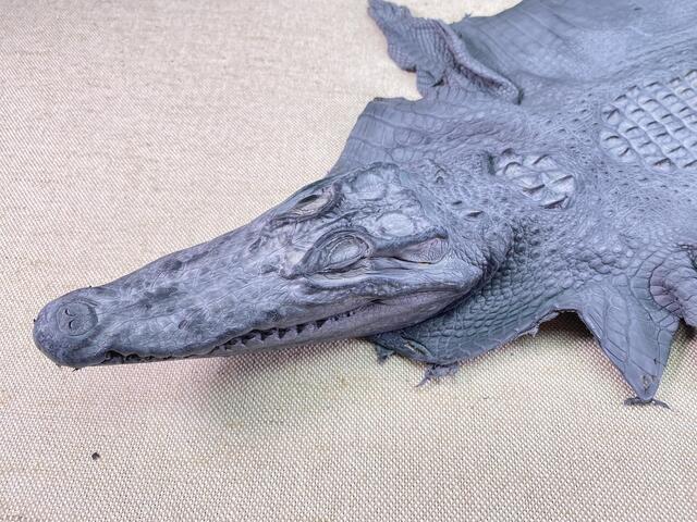 Кожа крокодила с головой и лапами 30см 2349