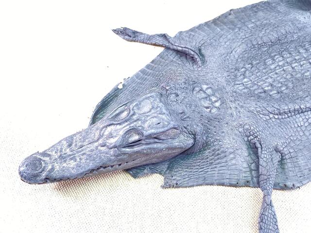 Шкура крокодила с головой и лапами 23см 2036