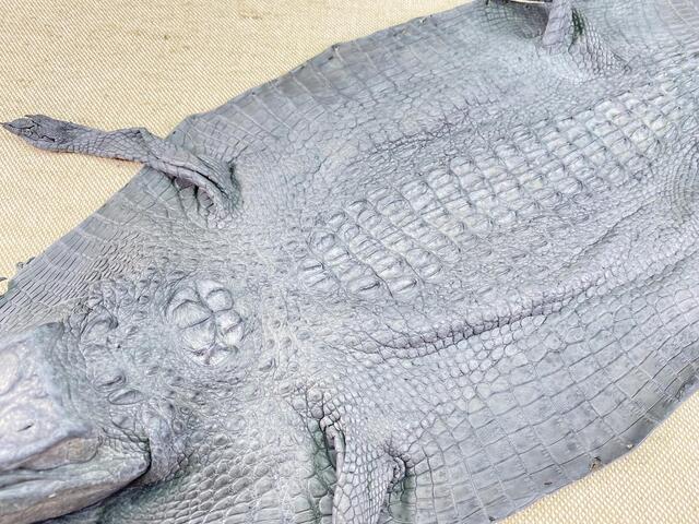 Шкура крокодила с головой и лапами 23см 2036