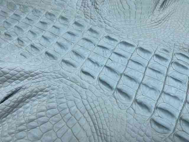 Кожа крокодила спинная часть краст 61см 2198