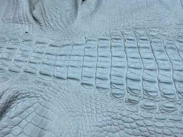 Кожа крокодила спинная часть краст 59см 2195