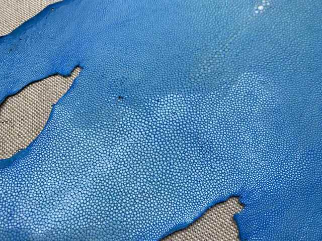 Полированная кожа морского ската 28см 2426