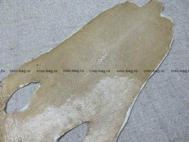 Полированная кожа морского ската 23см 2405