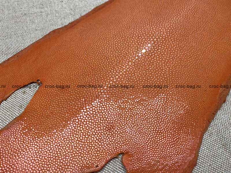 Полированная кожа морского ската 23см 2403