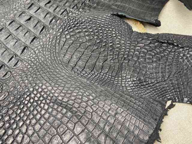 Кожа крокодила спинная часть 57см 2203